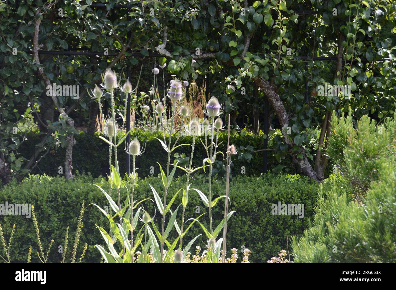 Plantes majestueuses à thé (Dipsacus fullonum) dans les jardins de l'abbaye de Buckfast, été 2023 Banque D'Images