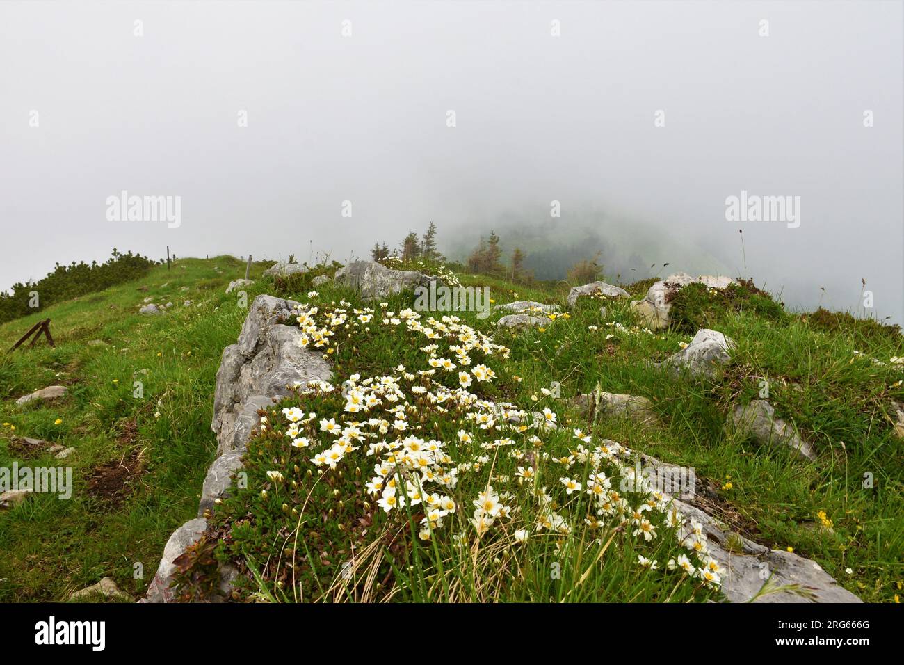 Avens de montagne blanc (Dryas octopetala) fleurs alpines couvrant un rocher dans les montagnes de Karavanke, Slovénie Banque D'Images