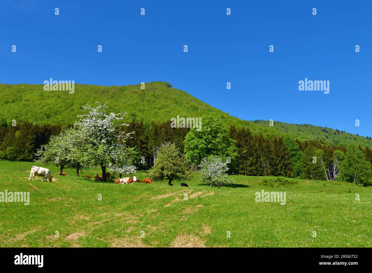 Troupeau de vaches sur la prairie bellow montagne Krokar au printemps avec des arbres fruitiers blancs en floraison Banque D'Images