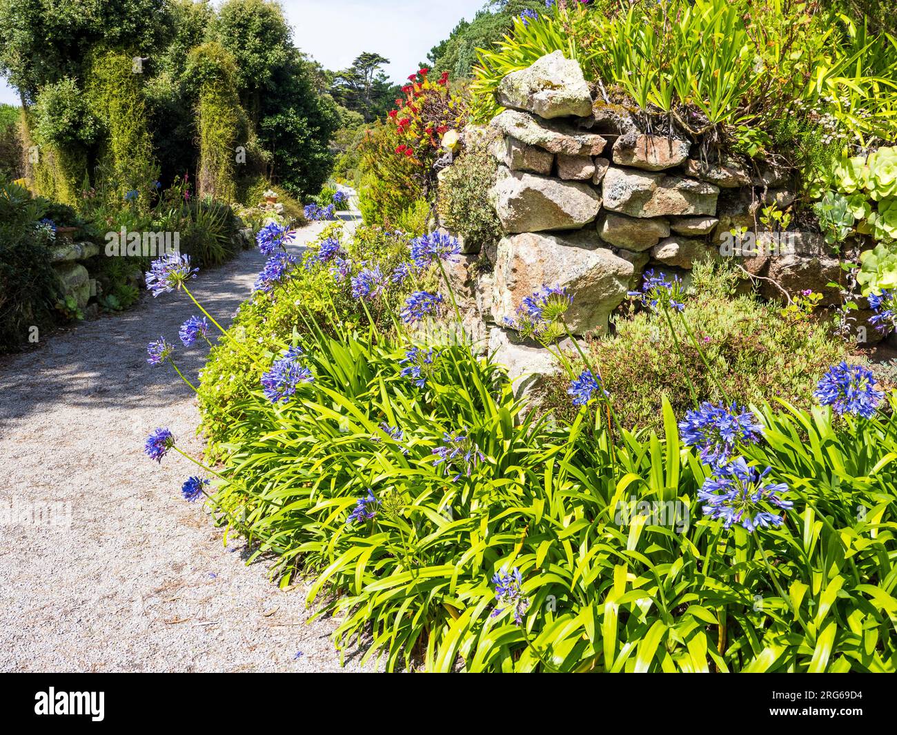 The Top Terrace, Tresco Abbey Gardens, Tresco, Isles of Scilly, Cornouailles, Angleterre, Royaume-Uni, GB. Banque D'Images