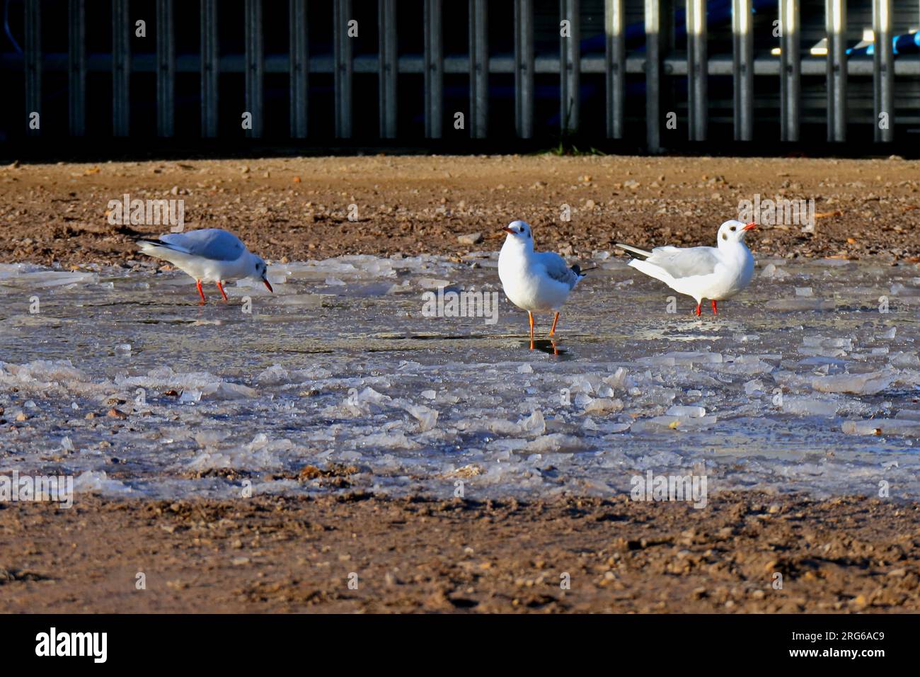 Trois mouettes sur une plaque d'eau glacée au milieu d'une zone boueuse. Journée froide d'hiver. Banque D'Images