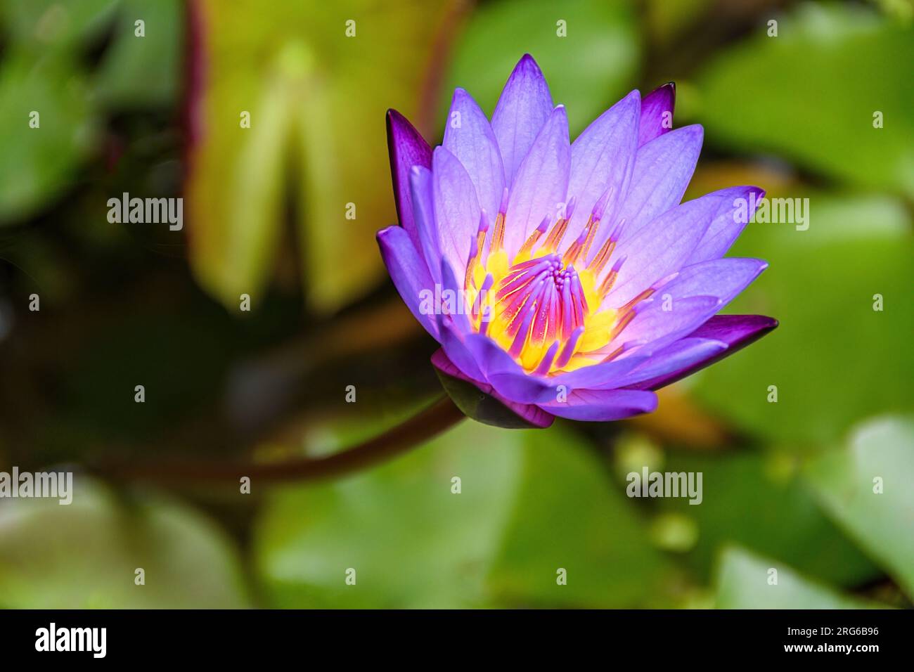 lotus bleu, Nymphaea nouchali, Sidemen, Bali, Indonésie Banque D'Images