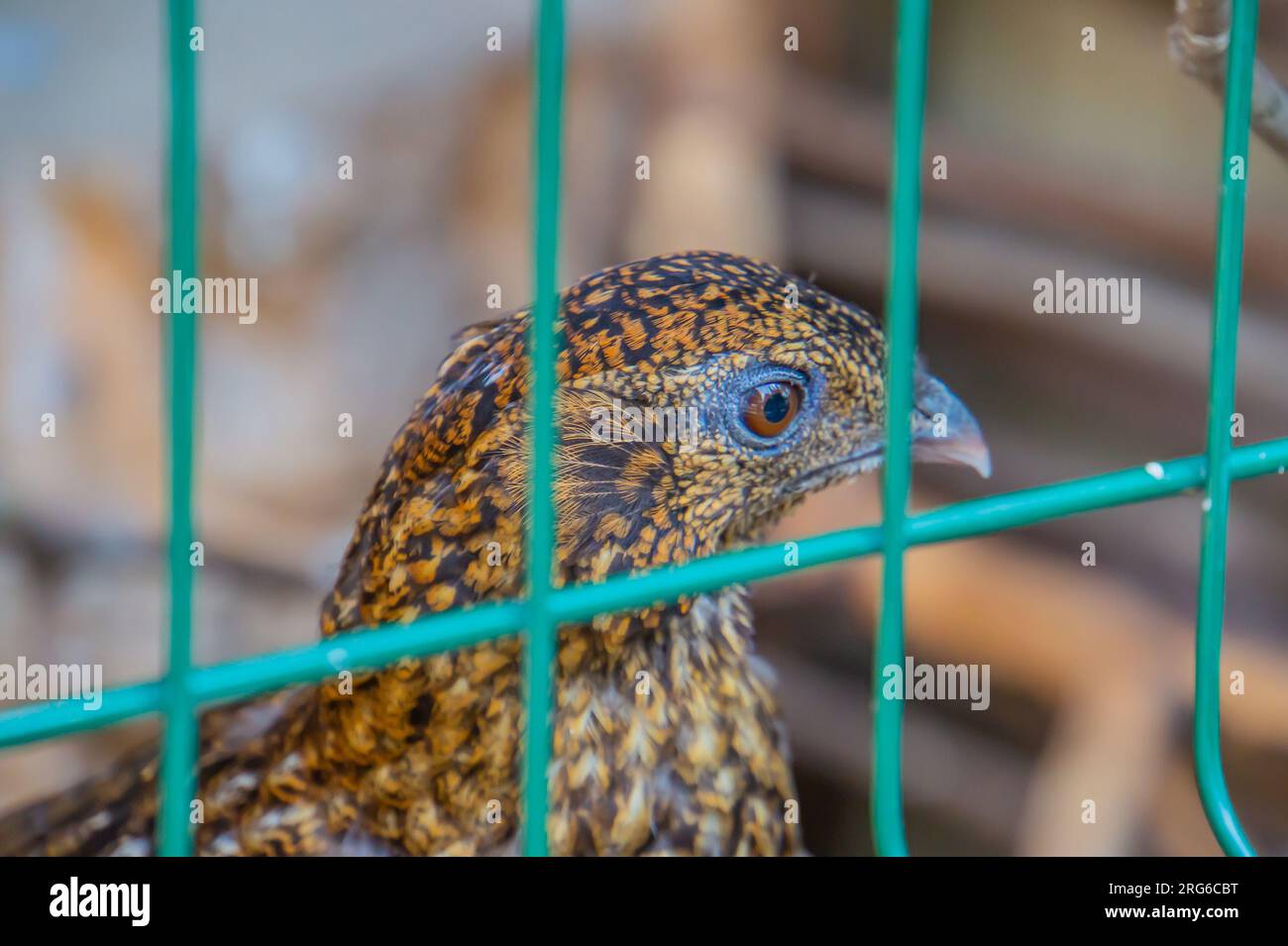 Caille commune domestique sauvage - coturnix coturnix, ou caille européenne, est un petit gibier nichant au sol de la famille des faisans Phasianidae. Non natif Banque D'Images