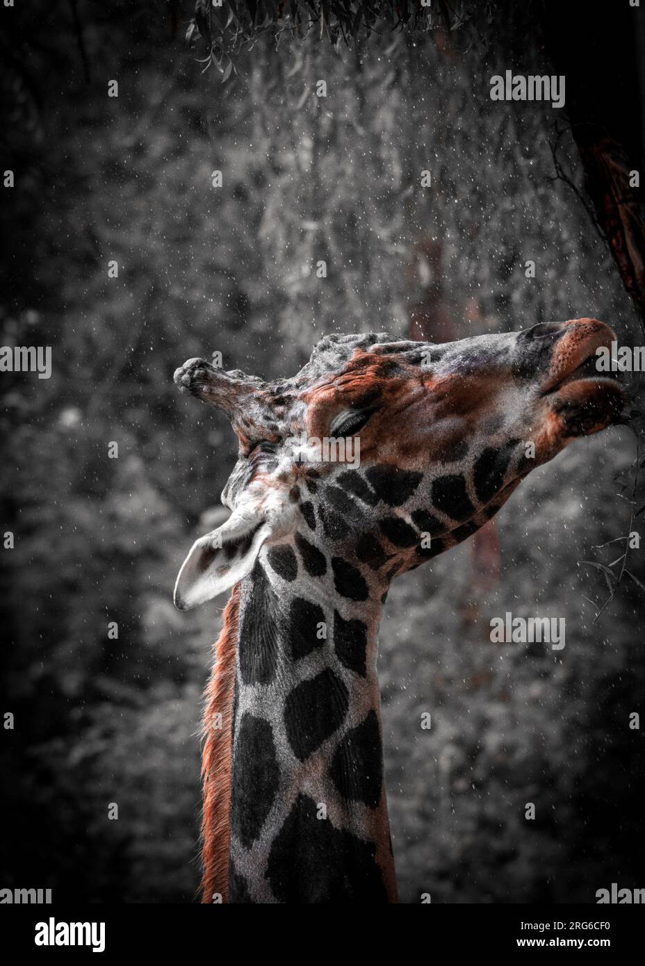 girafe de jour de pluie Banque D'Images