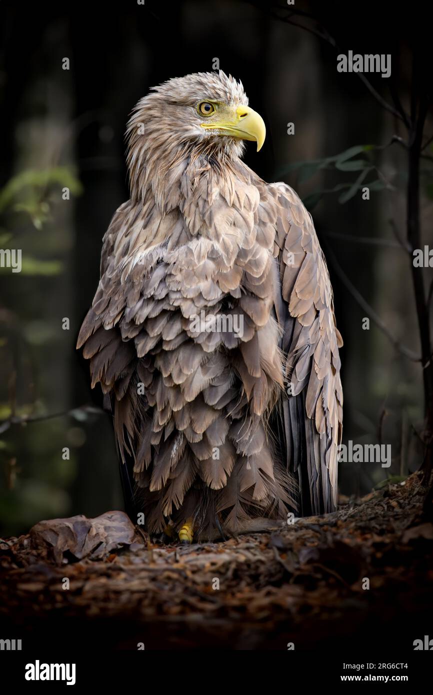 Gros plan Portrait d'aigle à queue blanche dans la forêt sombre Banque D'Images