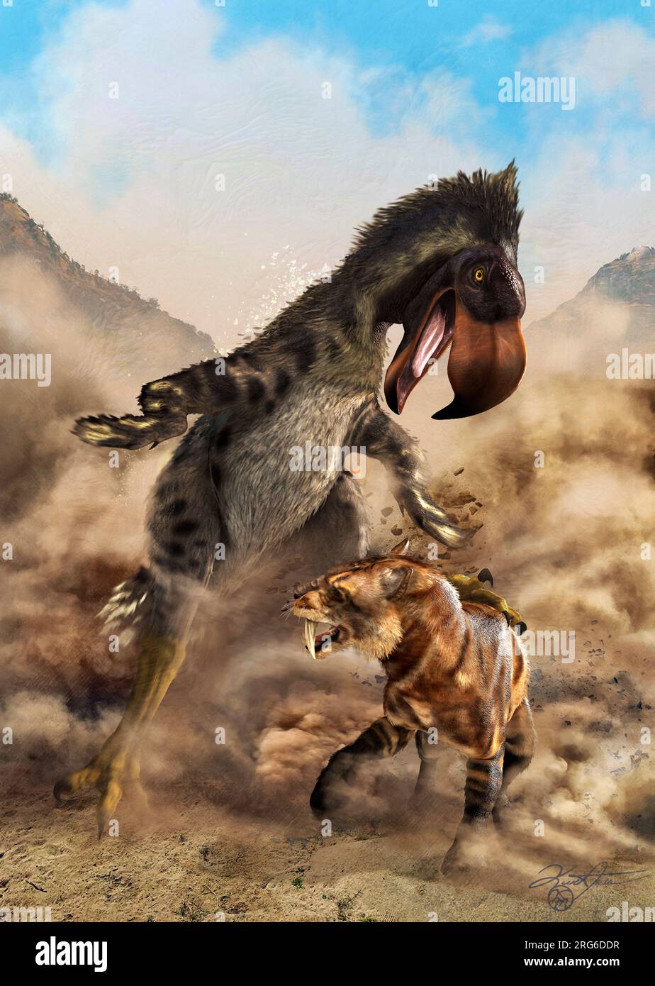 Dinosaure Kelenken combattant un tigre à dents de sabre Smilodon. Banque D'Images
