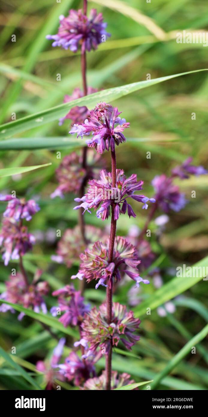 À l'état sauvage, il fleurit parmi les graminées Salvia verticillata Banque D'Images