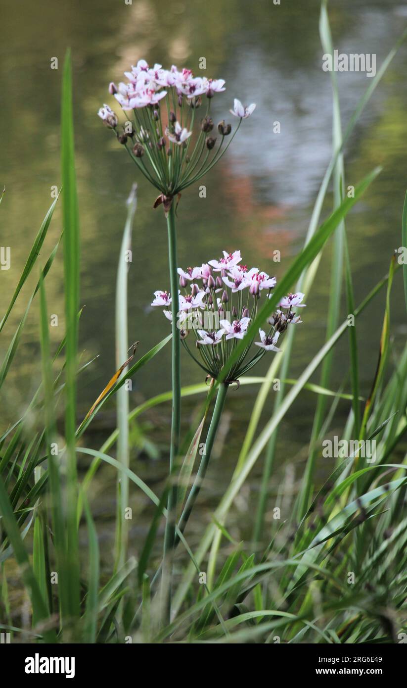 La plante aquatique Butomus umbellatus pousse sur la rive du réservoir Banque D'Images