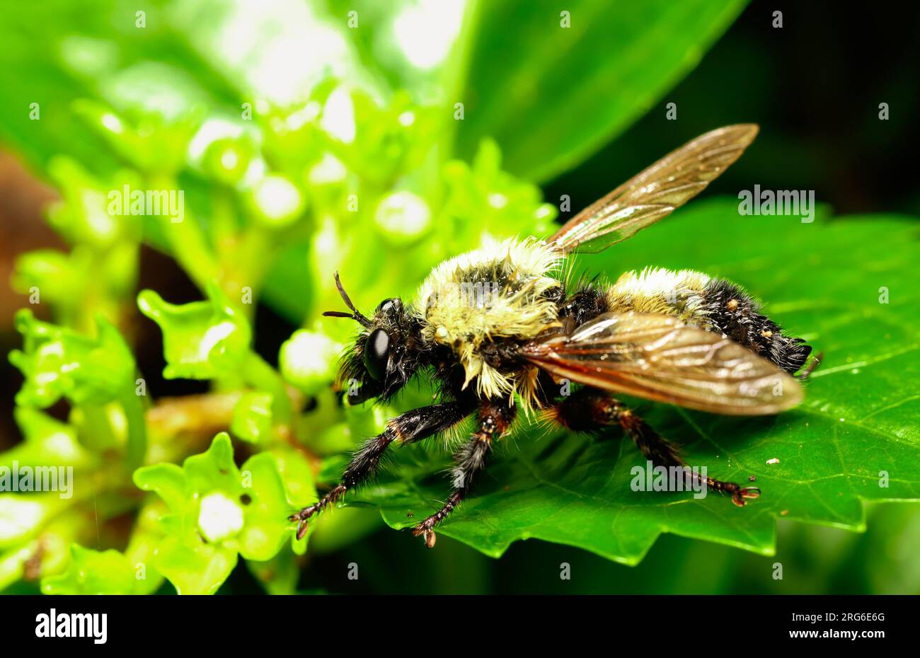 Les abeilles Bumble sont des pollinisateurs de natures. Leur bourdonnement bruyant est un signe de pollinisation croisée des plantes et des fleurs. Banque D'Images