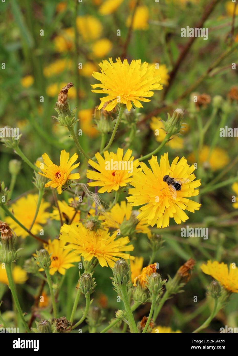 En été, picris hieracioides pousse comme une mauvaise herbe dans le champ Banque D'Images