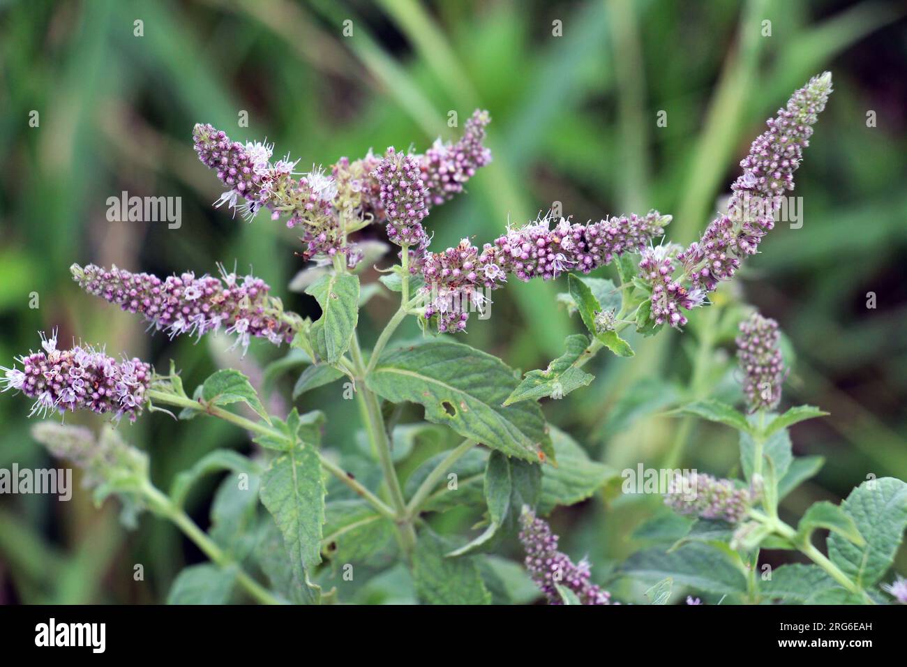 En été, la menthe à longues feuilles (Mentha longifolia) pousse dans la nature Banque D'Images