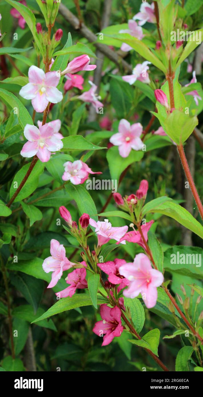 Weigela aux fleurs blanches et roses fleurit dans le jardin. Banque D'Images