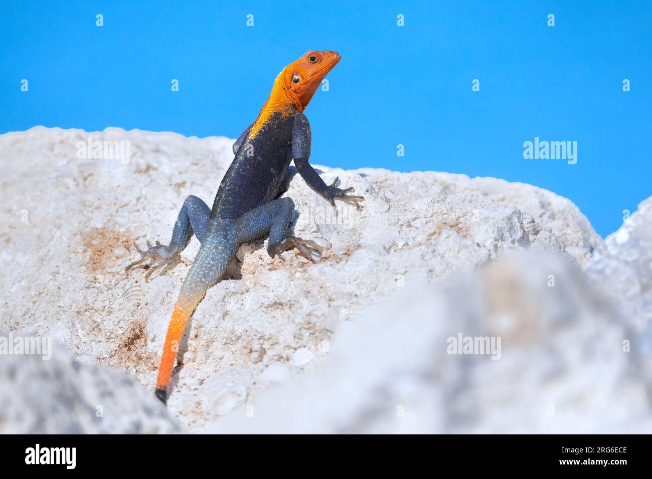 Mâle Agama à tête rouge (Agama agama) se prélasser au soleil, Floride, USA, par Dominique Braud/Dembinsky photo Assoc Banque D'Images
