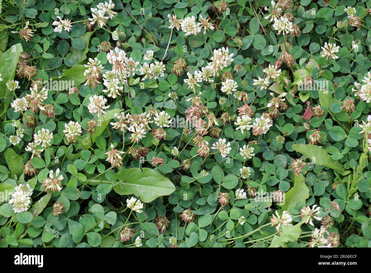 Le trèfle laquant blanc (Trifolium repens) pousse dans la nature en été Banque D'Images