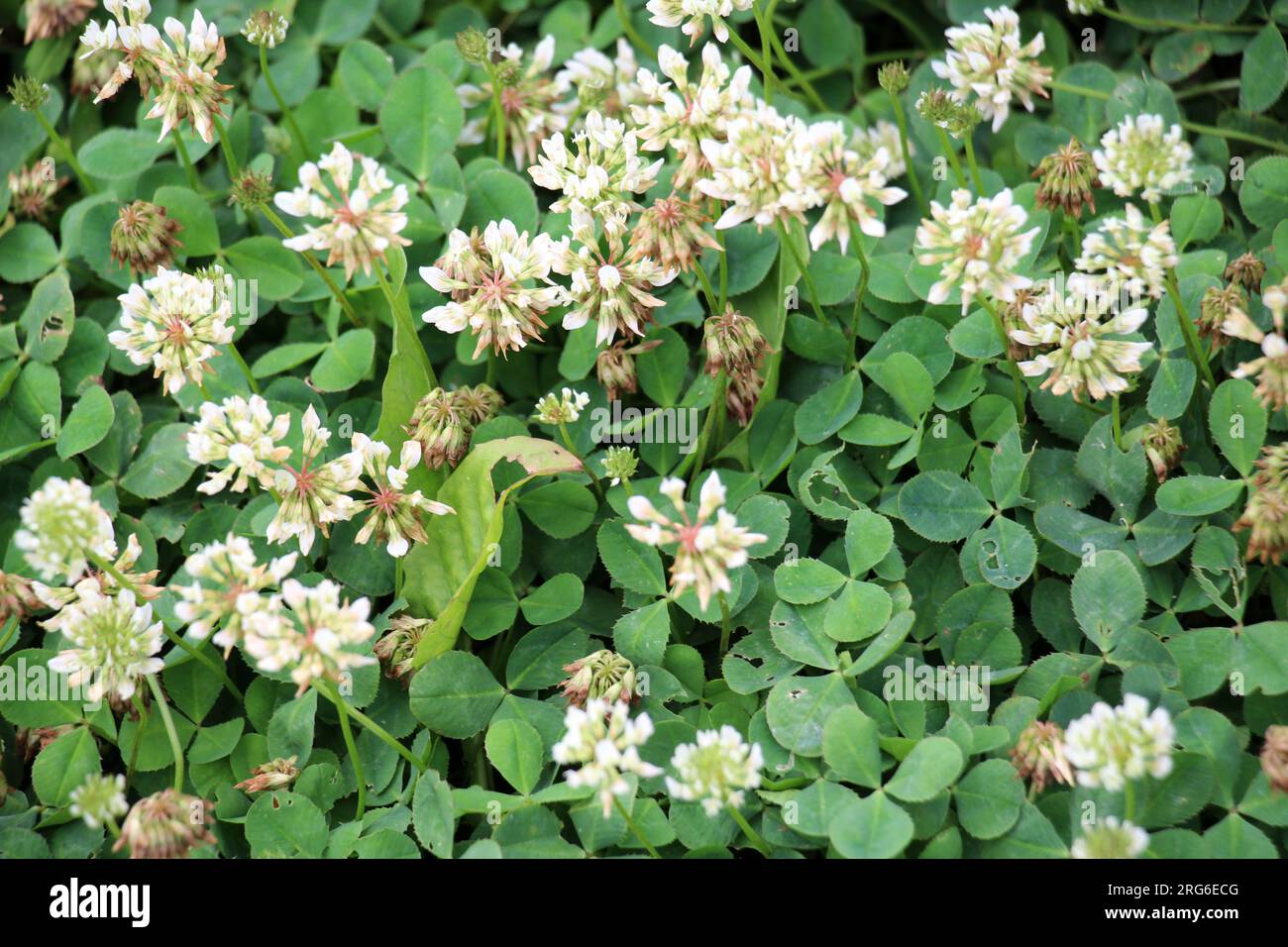 Le trèfle laquant blanc (Trifolium repens) pousse dans la nature en été Banque D'Images
