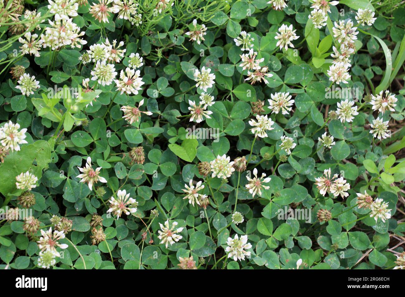 Le trèfle laquant blanc (Trifolium repens) pousse dans la nature en été Banque D'Images