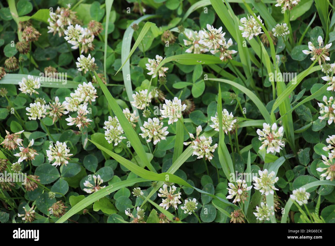 Le trèfle laquant blanc (Trifolium repens) pousse dans la nature en été Banque D'Images