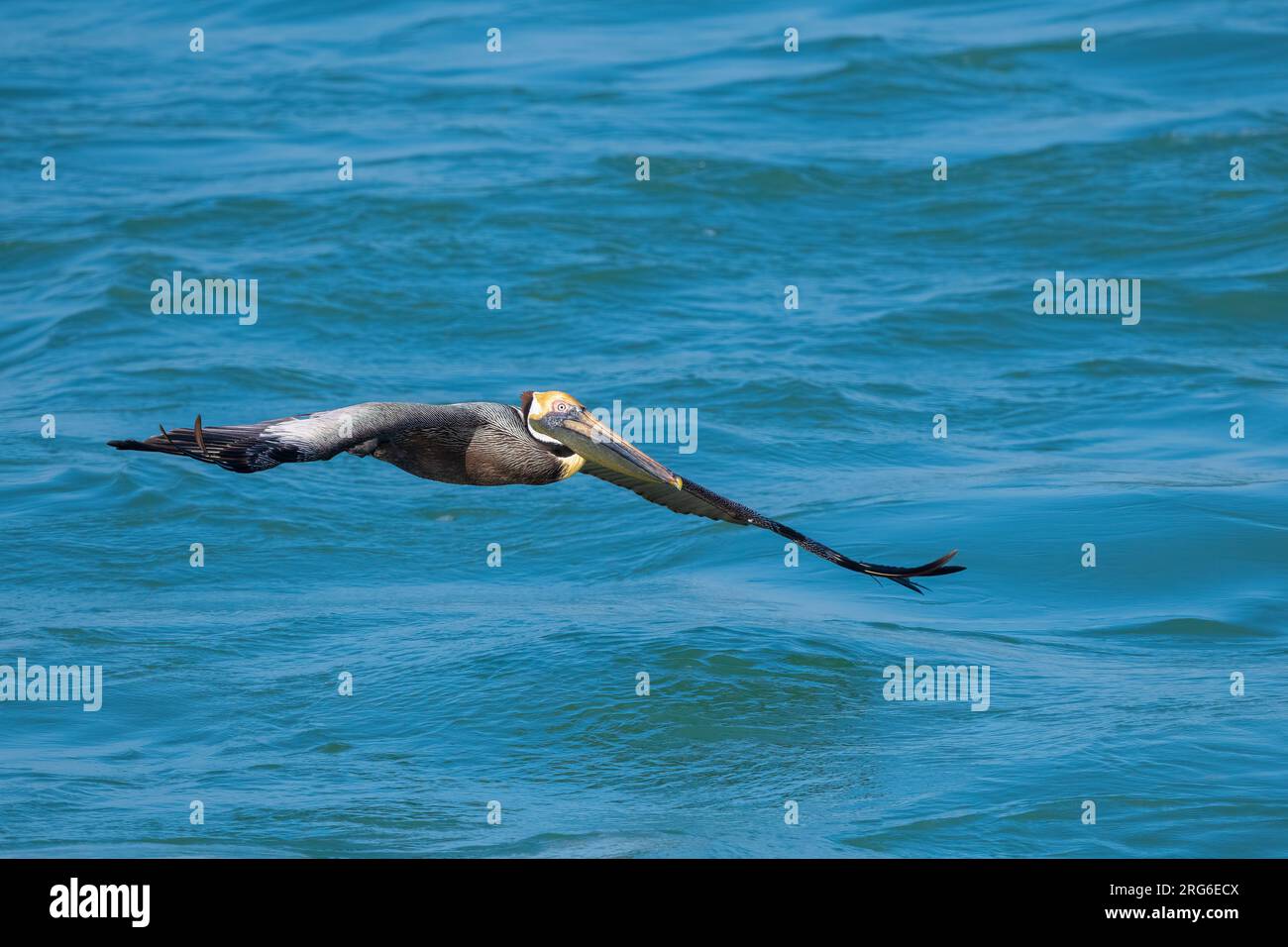 Pélican brun (Pelecanus occidentalis), survolant l'océan Atlantique, Floride, États-Unis, par Dominique Braud/Dembinsky photo Assoc Banque D'Images