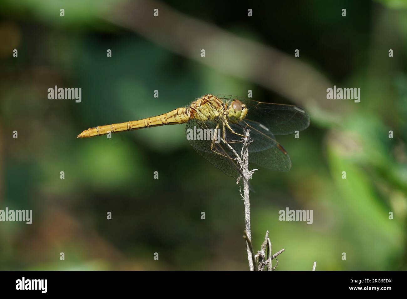 Gros plan naturel sur une libellule dard du Sud, Sympetrum meridionale perché sur une brindille Banque D'Images