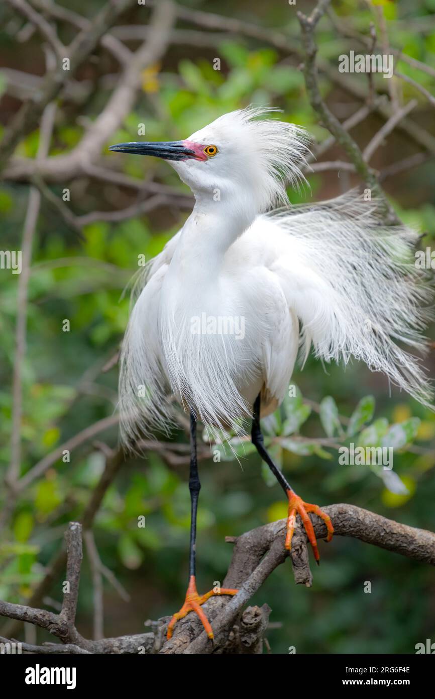 Aigrette neigeuse (Egretta thula) en plumage de reproduction, avril, Floride, USA, par Dominique Braud/Dembinsky photo Assoc Banque D'Images