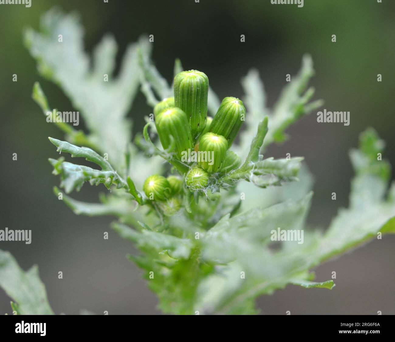 Dans la nature, Senecio vulgaris pousse comme une mauvaise herbe Banque D'Images