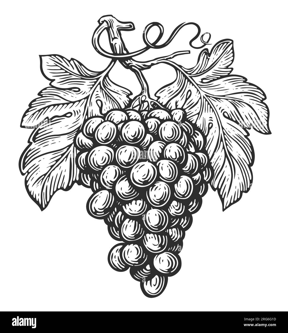 Croquis de vigne. Grappe de raisins avec des feuilles. Illustration vintage Banque D'Images