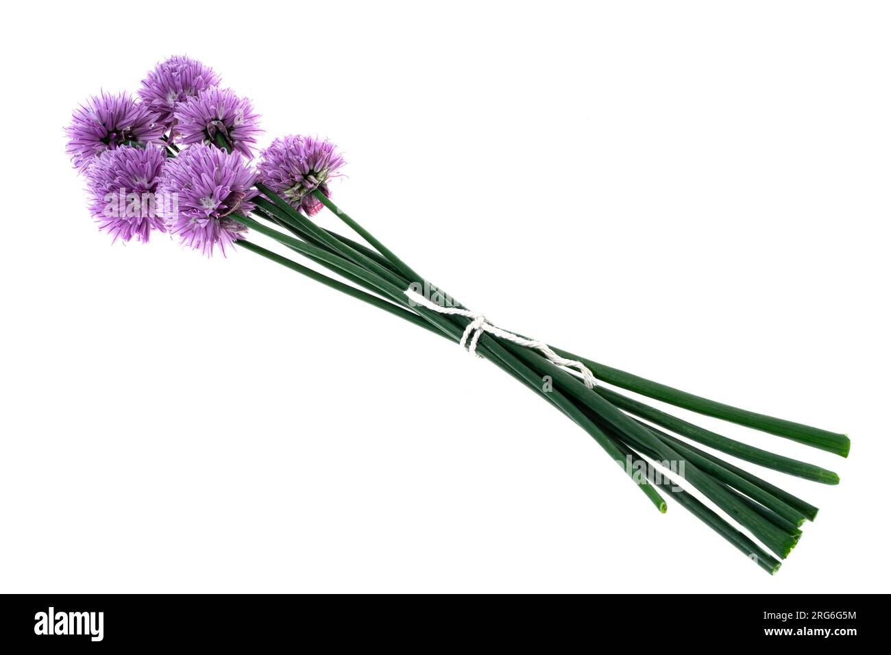 Un bouquet de ciboulette ou Allium schoenoprasum - fond blanc Banque D'Images