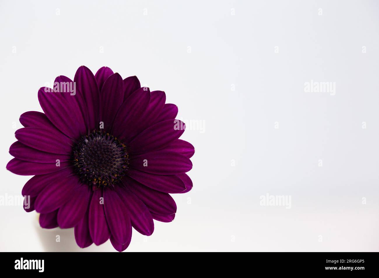 Fleur de Marguerite violette en bas à gauche sur fond blanc avec suffisamment d'espace de copie dans l'image au format horizontal Banque D'Images