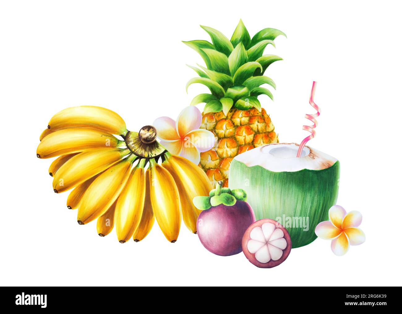 Composition de fruits à l'aquarelle avec ananas frais, mangoustans, bananes, noix de coco verte avec tube pour boissons, fleurs d'orchidée et fleurs de frangipanier. Tr Banque D'Images