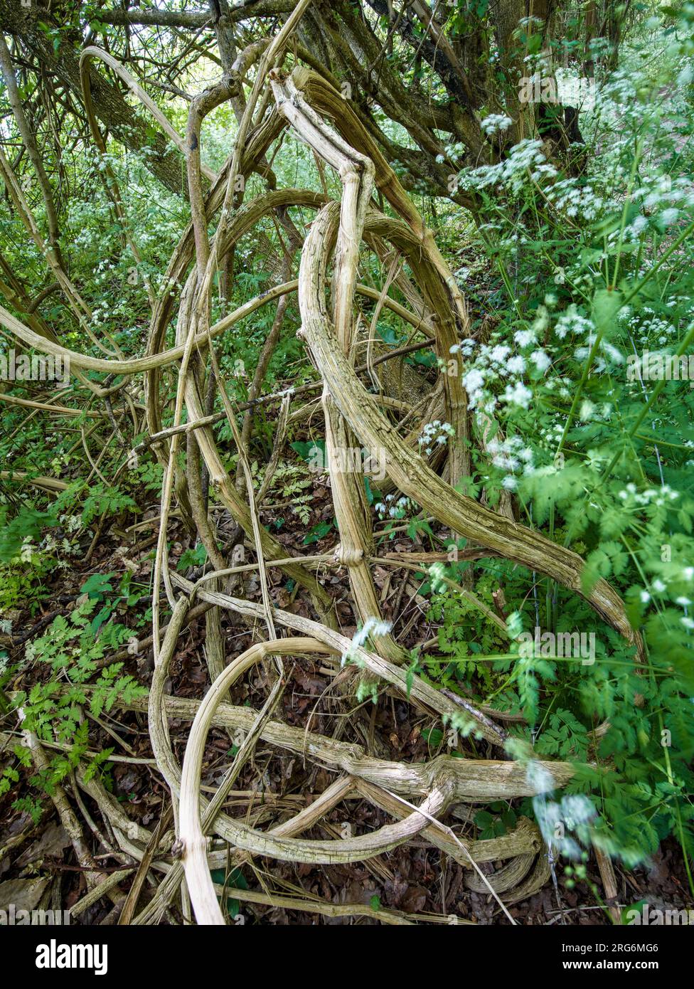 Portrait naturel de plantes environnementales semi-rapprochées montrant des motifs naturels intimes, des structures et des textures dans le monde naturel Banque D'Images