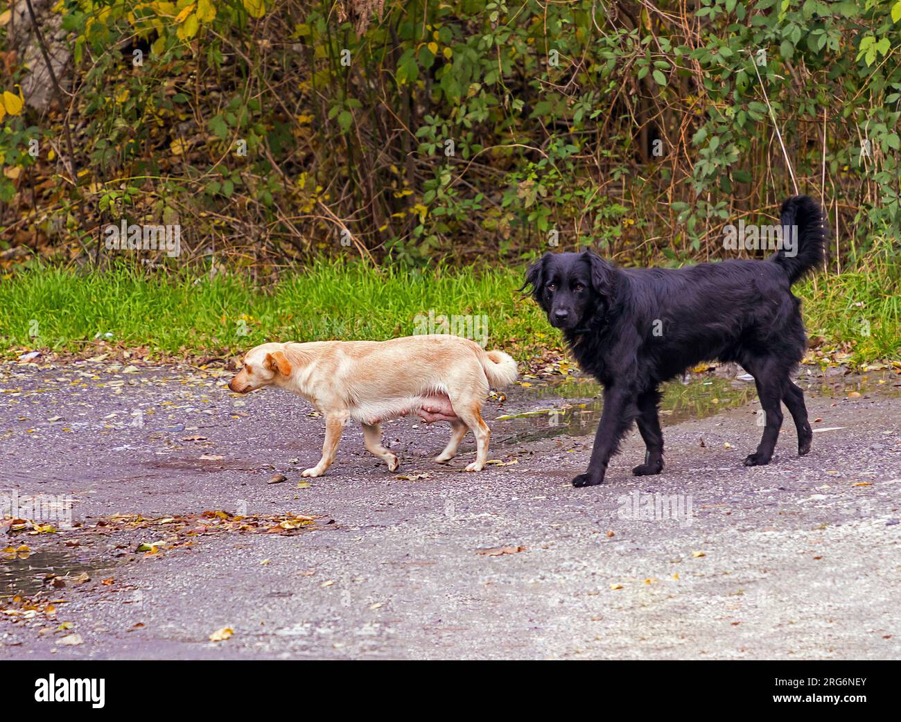 Chiens errants errant autour d'une route vide dans la campagne Banque D'Images