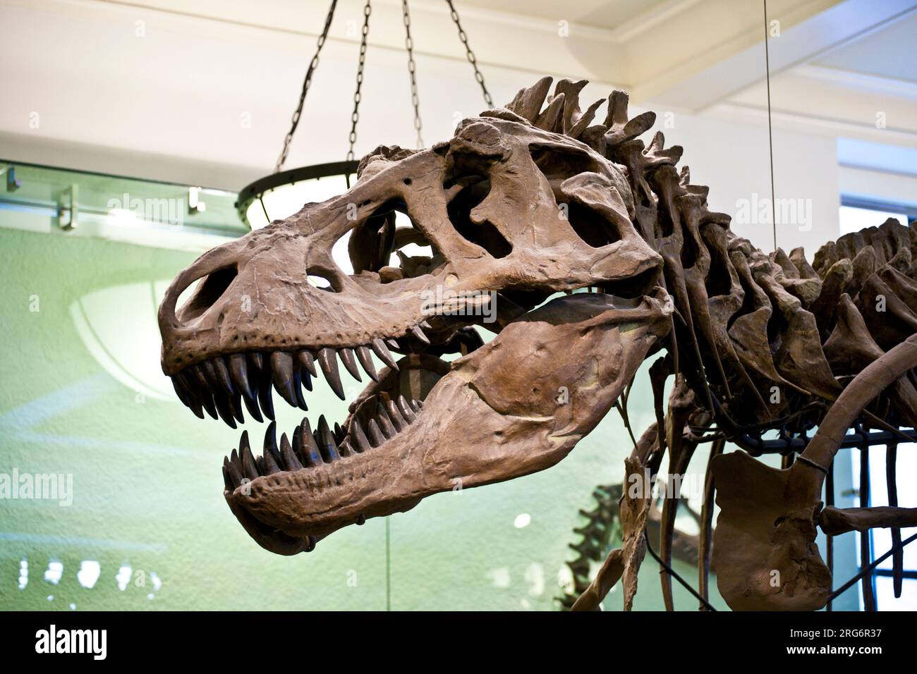 NEW YORK - JUILLET 8 : le Musée américain d'histoire nationale de Newe York possède une grande collection de squelettes de dinosaures et de paléhistoriques également humains ex Banque D'Images