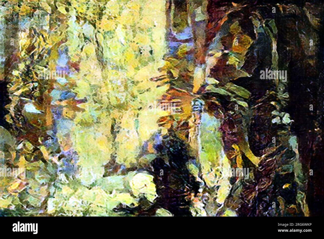 Résumé inspiré par tôt le matin dans les jardins botaniques africains qui ont de la rosée et des gouttes de pluie étincelantes sur les feuilles sombres et les fleurs en fleurs. Banque D'Images