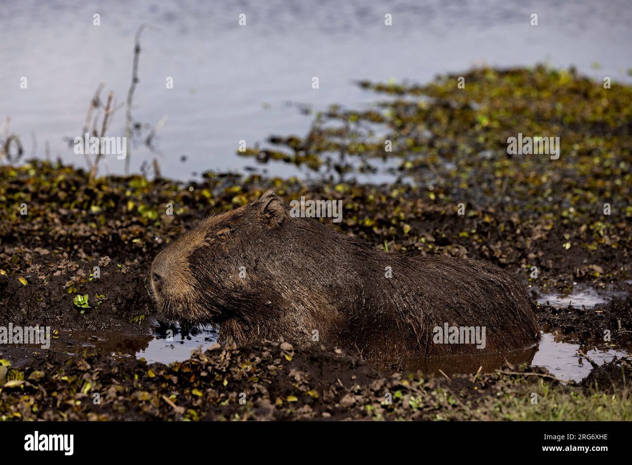 Observer un capybara dans son habitat naturel, l'Esteros del Ibera, un marais et un paradis pour les amoureux de la nature et les observateurs d'oiseaux en Argentine, Amérique du Sud Banque D'Images