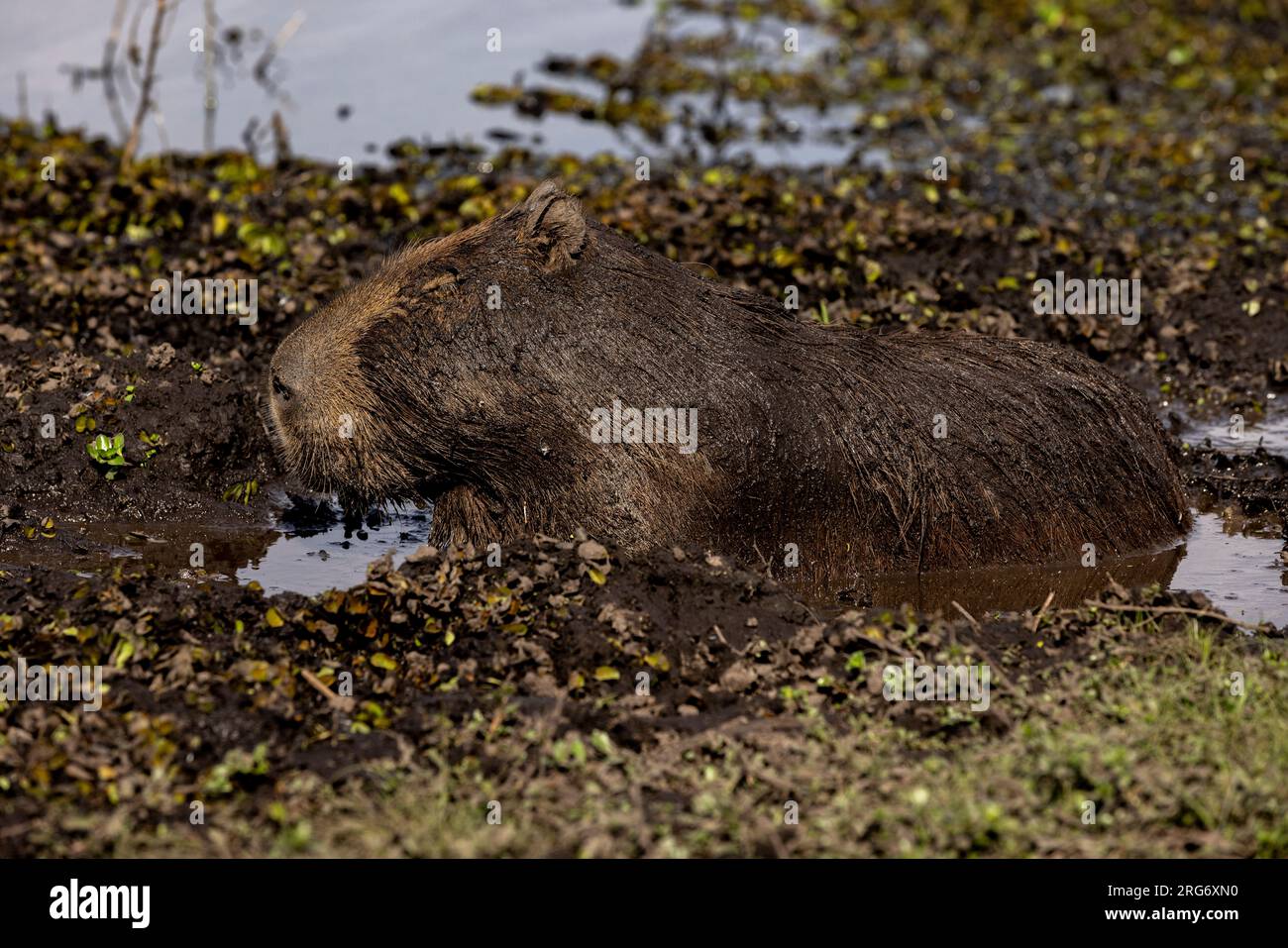 Observer un capybara dans son habitat naturel, l'Esteros del Ibera, un marais et un paradis pour les amoureux de la nature et les observateurs d'oiseaux en Argentine, Amérique du Sud Banque D'Images