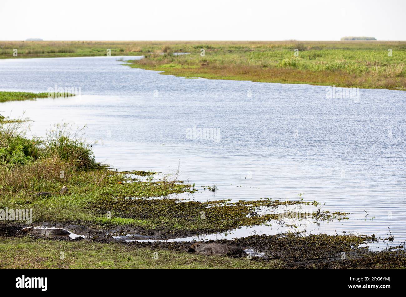 Observation des capybaras dans son habitat naturel, l'Esteros del Ibera, un marais et un paradis pour les amoureux de la nature et les observateurs d'oiseaux en Argentine, Amérique du Sud Banque D'Images