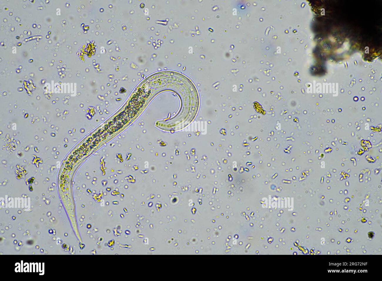 nématode bactérien se nourrissant du sol dans un échantillon de sol au microscope dans une ferme en australie Banque D'Images