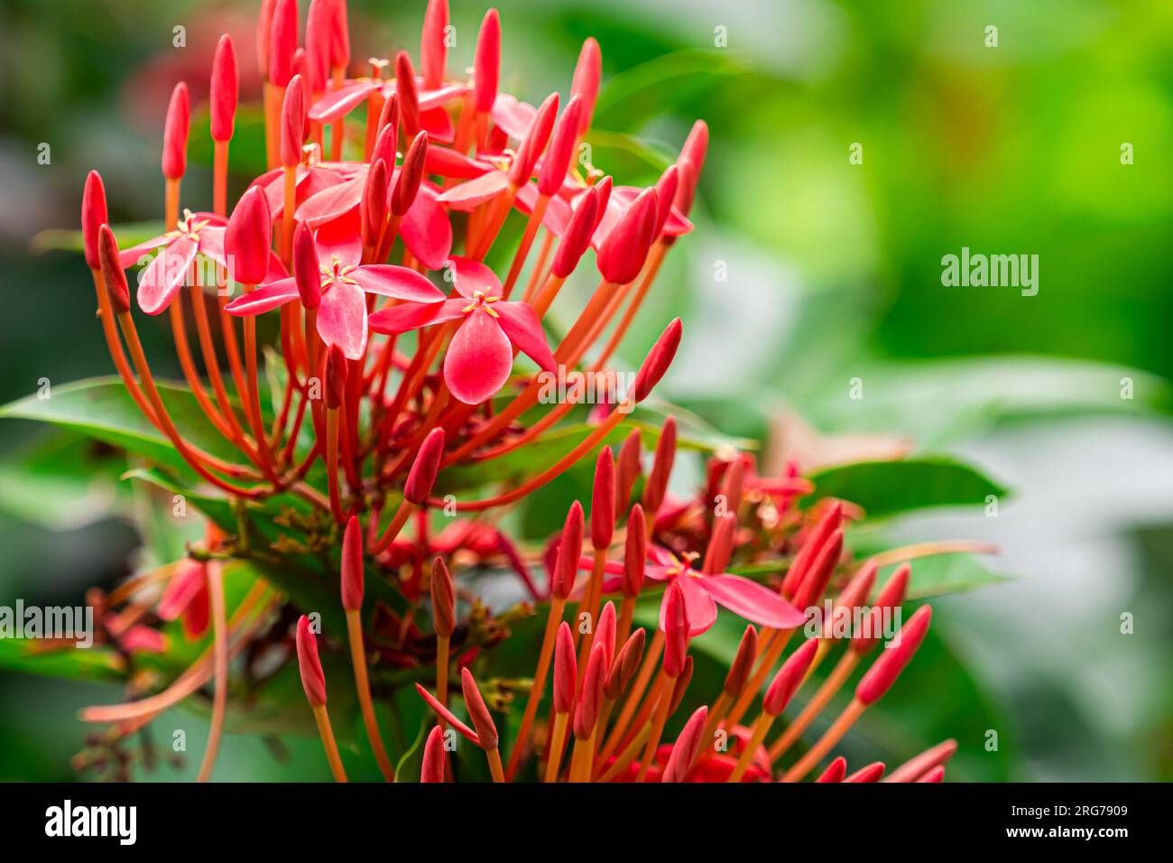 Scène en gros plan de fleurs rouges ixora en fleurs devant le fond de feuillage vert flou au printemps. Banque D'Images