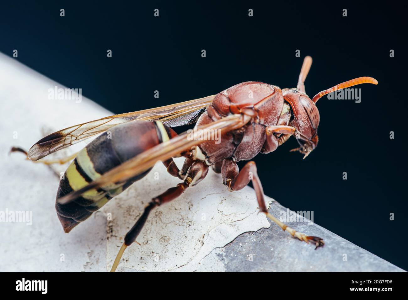 Common Paper Wasp nid de guêpe de construction sur fond de nature, macrophotographie d'insecte, mise au point sélective. Banque D'Images