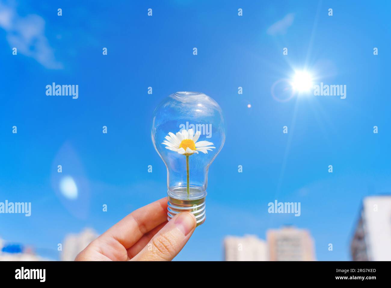 Ampoule avec une délicate Marguerite à l'intérieur est bercé dans une main sur le fond d'un ciel bleu vif illuminé par le soleil flamboyant. Mélange harmonieux Banque D'Images
