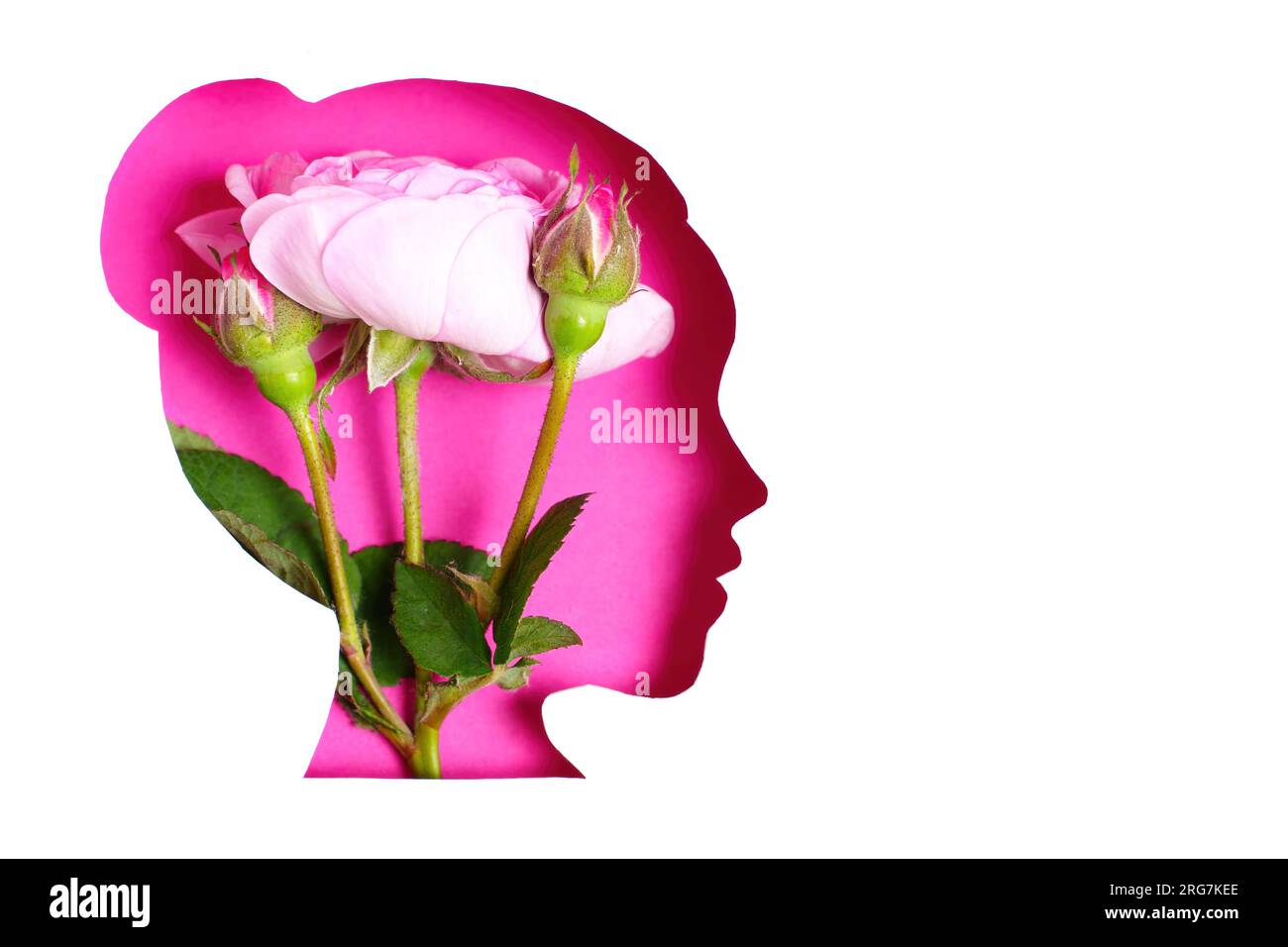 Belles roses sur un fond rose vu à travers un visage féminin en forme de papier découpé sur fond blanc avec espace de copie. Banque D'Images