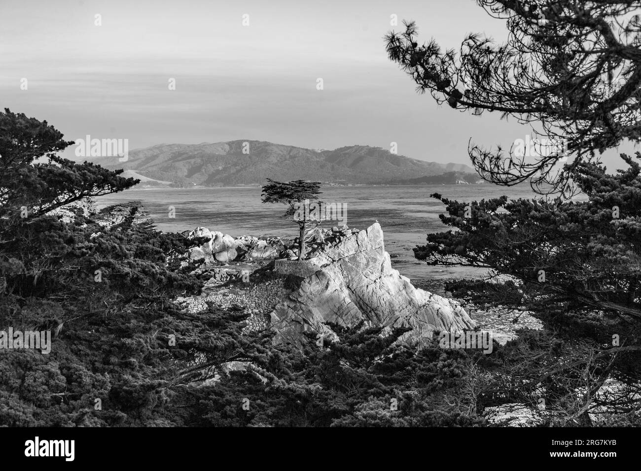 Monterrey, États-Unis - 26 juillet 2008 : vue sur l'arbre Lone Cypress le long de la célèbre 17 Mile Drive à Monterey. Des sources affirment que c'est l'un des arbres les plus photographiés Banque D'Images