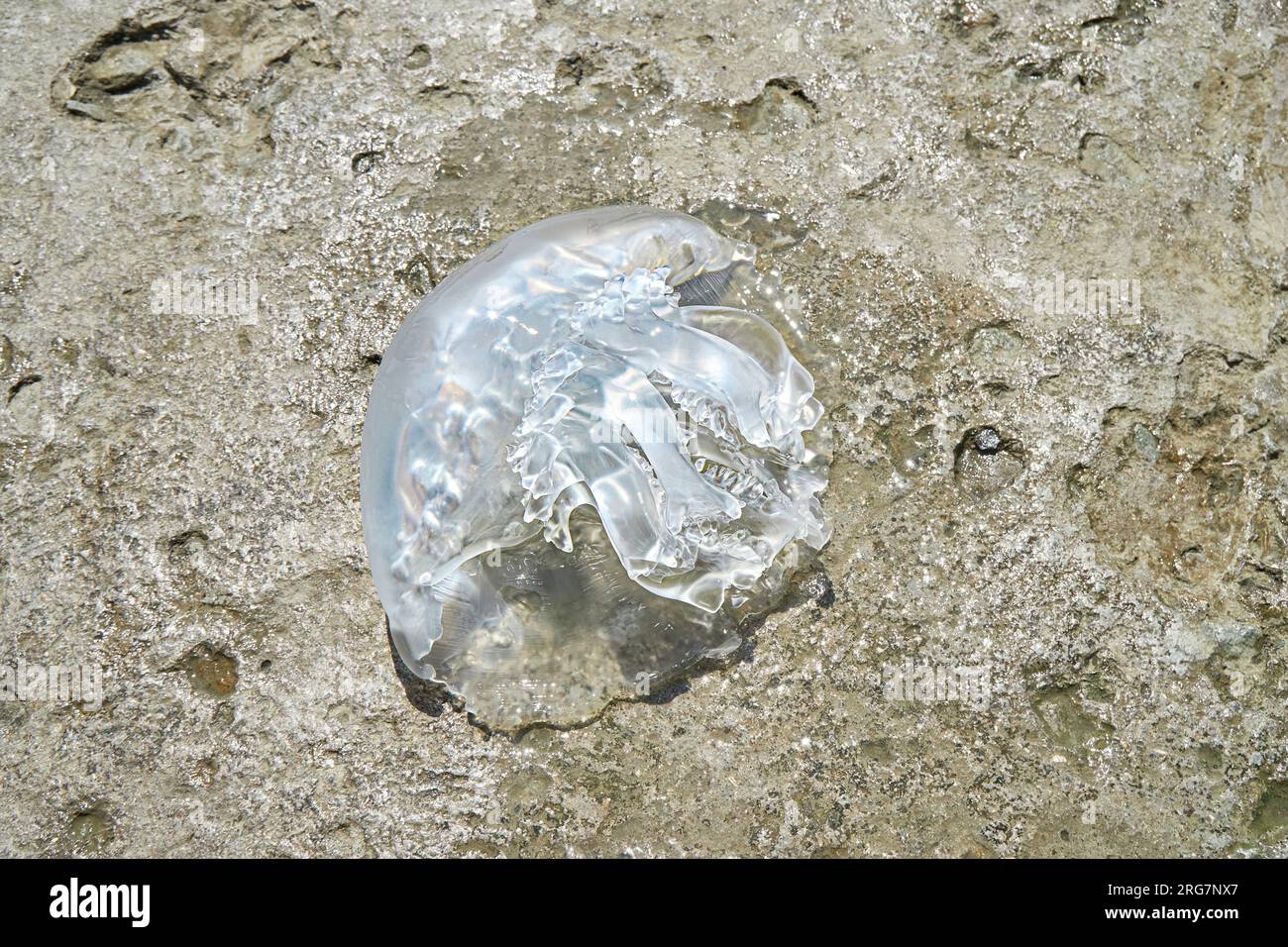 Méduse couchée sur les rochers ensoleillés de la plage de mer. Méduse transparente Itchy lavée avec de l'eau sur la surface de la plage sur la station balnéaire ensoleillée vue supérieure Banque D'Images