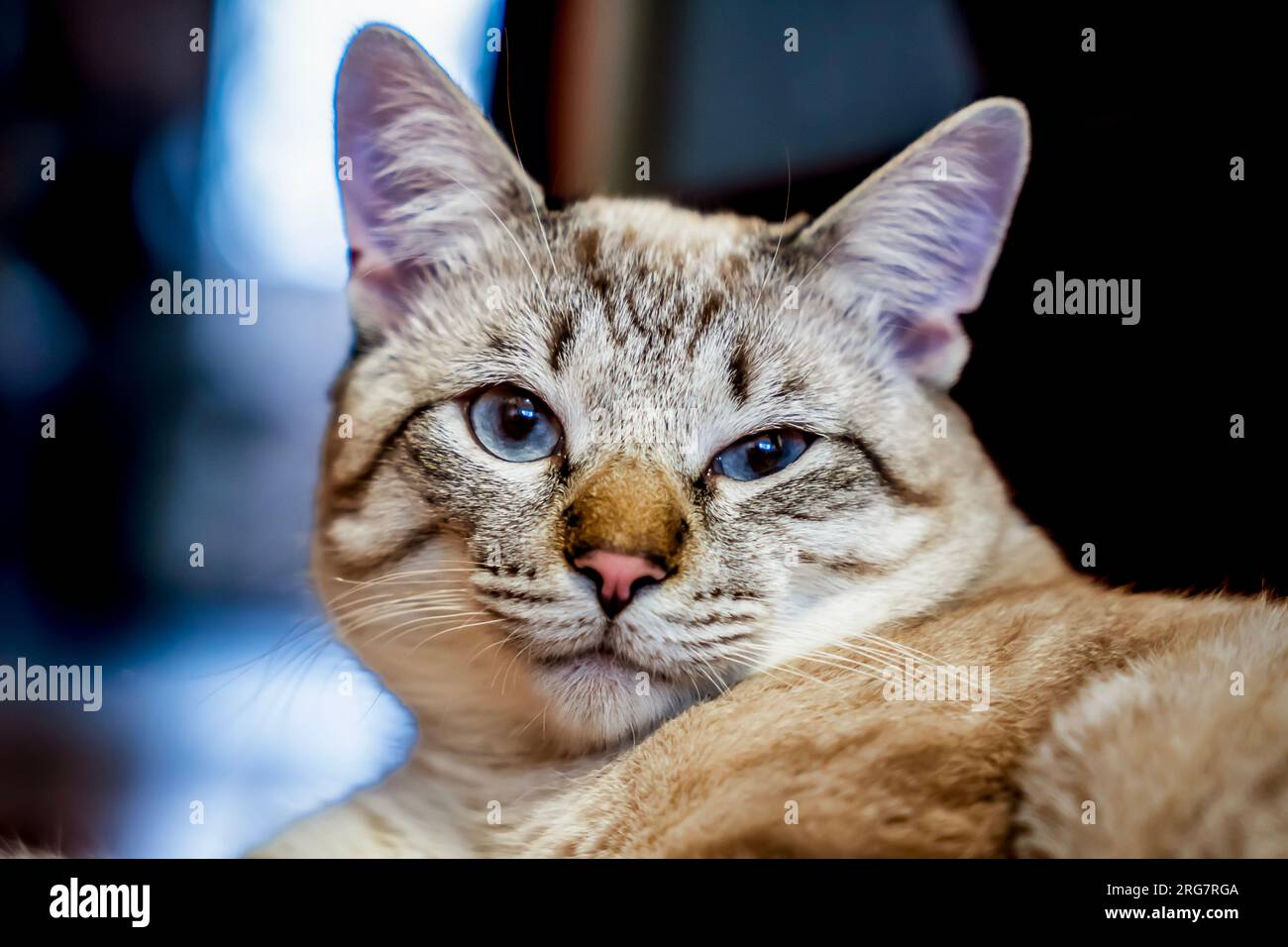 Le chat est couché, le chat de point de couleur regarde. Gros plan, mise au point sélective Banque D'Images