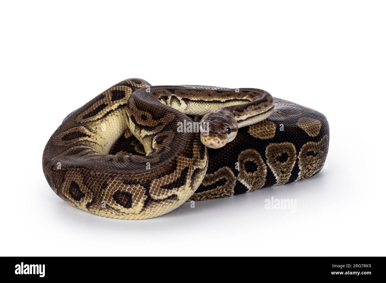 Deux morphes de ball Python aka Python Regius, emmêlés et vivant comme ami. Isolé sur fond blanc. Banque D'Images