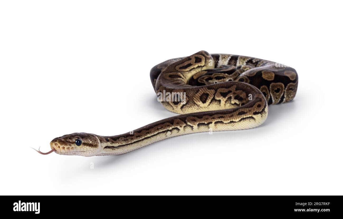 Deux morphes de ball Python aka Python Regius, emmêlés et vivant comme ami. Isolé sur fond blanc. Banque D'Images
