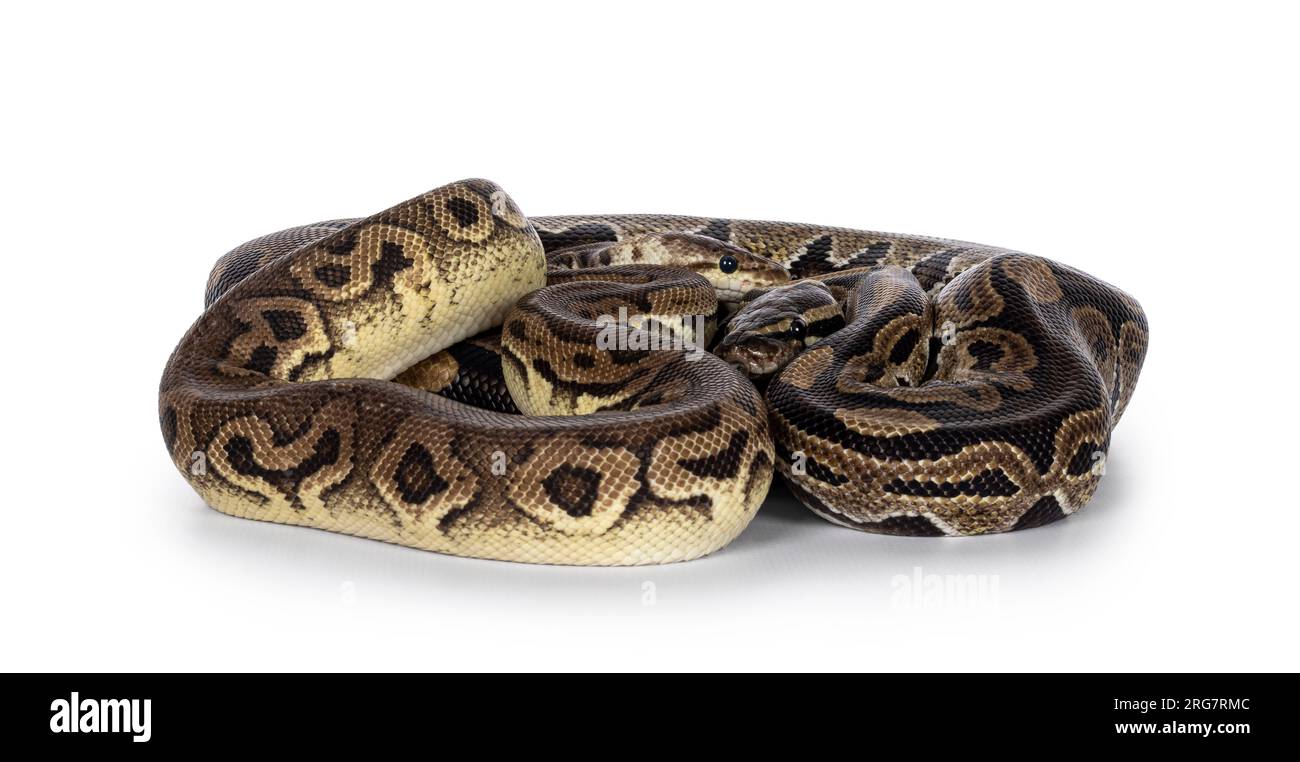 Deux morphes de ball Python aka Python Regius, emmêlés et vivant comme ami. Isolé sur fond blanc. Banque D'Images