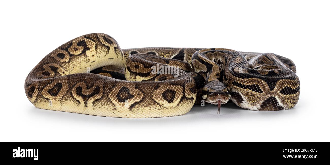 Deux morphes de ball Python aka Python Regius, emmêlés et vivant comme ami. Isolé sur fond blanc. Banque D'Images