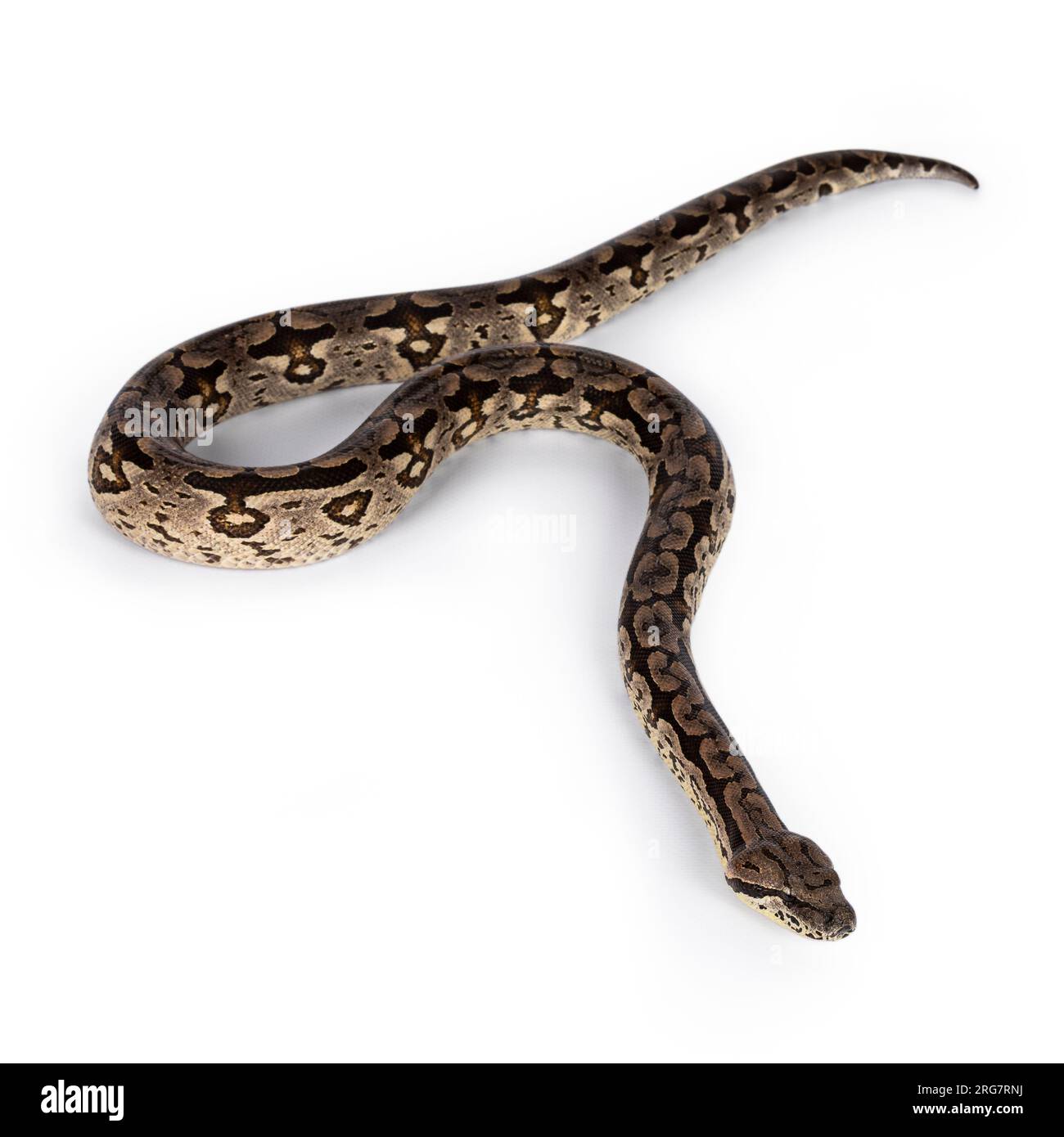 Photo du corps entier d'un serpent Boa en mouvement. Isolé sur fond blanc. Banque D'Images