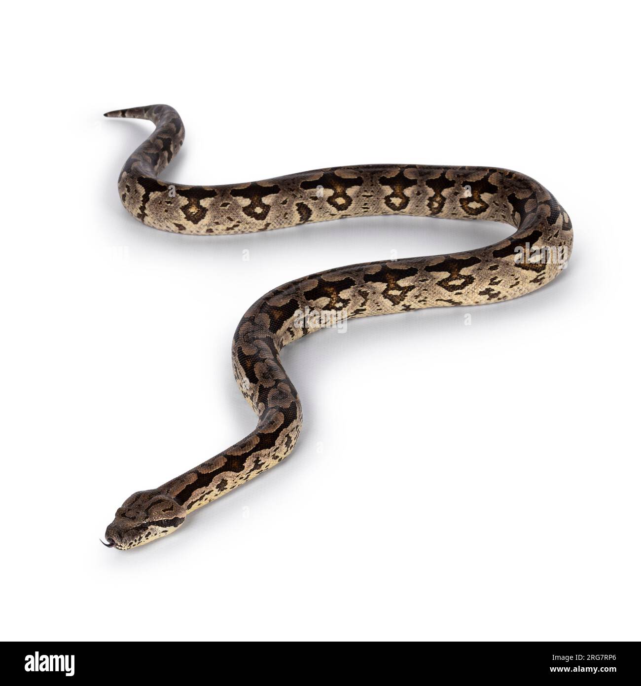 Photo du corps entier d'un serpent Boa en mouvement. Isolé sur fond blanc. Banque D'Images